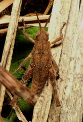 Xyleus discoideus angulatus