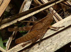 Xyleus discoideus angulatus