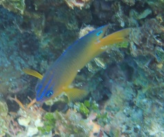 Pomacentrus wardi