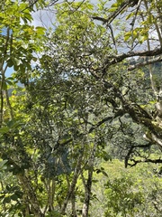 Diospyros sandwicensis