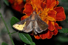 Thysanoplusia intermixta