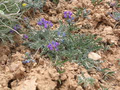 Oxytropis oreophila