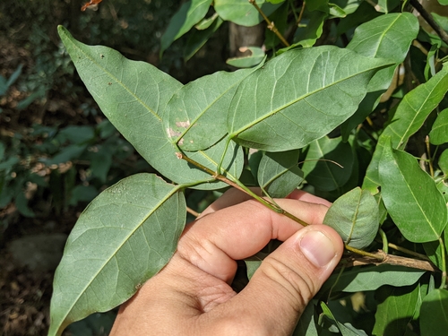 Image of Acer albopurpurascens by (c) 潘立傑 LICHIEH_PAN, some rights reserved (CC BY)
