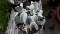 Echeveria runyonii