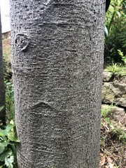 Cyclophyllum longipetalum