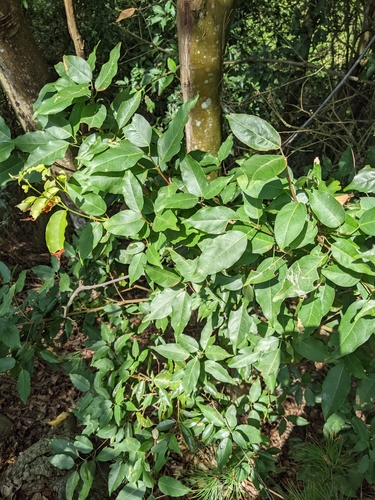 Image of Acer albopurpurascens by (c) 潘立傑 LICHIEH_PAN, some rights reserved (CC BY)