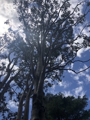 Cyclophyllum longipetalum