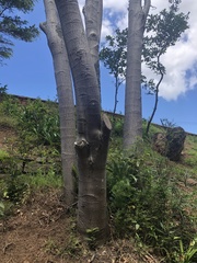 Cyclophyllum longipetalum