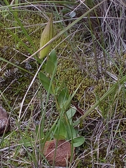 Asclepias elata