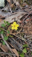 Goodenia rotundifolia