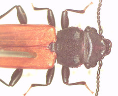 Platisus bicolor