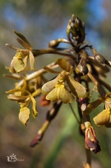 Epidendrum orchidiflorum