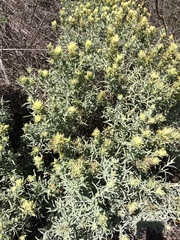 Castilleja grisea