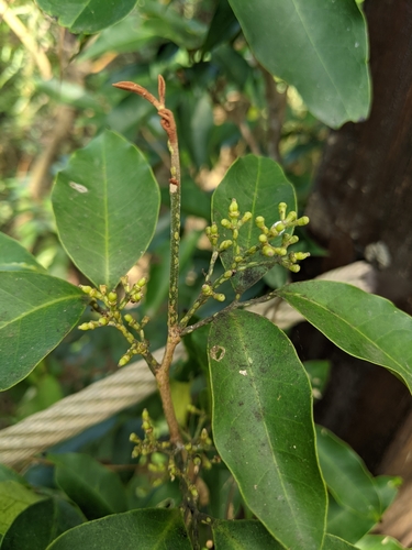 Image of Glycosmis parviflora by (c) 潘立傑 LICHIEH_PAN, some rights reserved (CC BY)