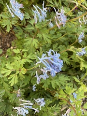 Corydalis flexuosa