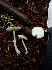 Lepiota sequoiarum