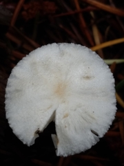 Lepiota sequoiarum