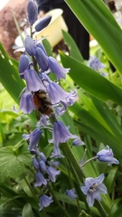 Bombus pascuorum