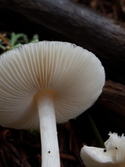 Lepiota sequoiarum