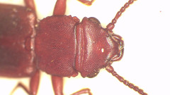 Platisus obscurus