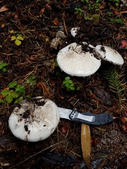 Amanita smithiana