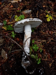 Amanita smithiana