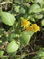 Wollastonia