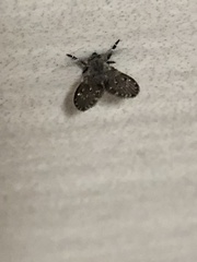Clogmia albipunctata