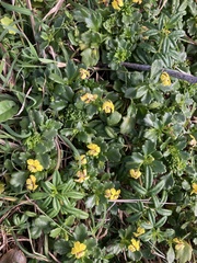 Goodenia rotundifolia