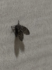 Clogmia albipunctata