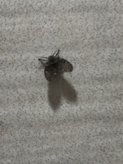 Clogmia albipunctata