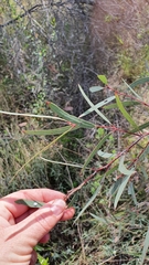 Eucalyptus crebra
