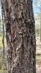 Eucalyptus crebra