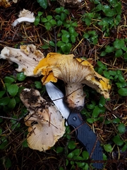 Cantharellus cascadensis