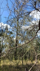 Allocasuarina lehmanniana