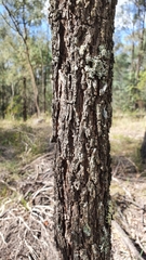 Allocasuarina lehmanniana