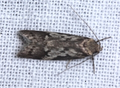Philobota acropola