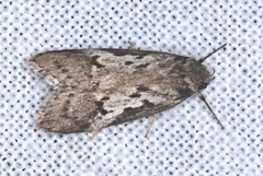 Philobota acropola