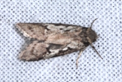 Philobota acropola