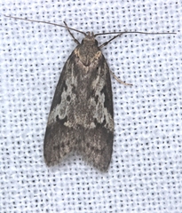 Philobota acropola