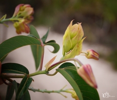 Manihot jacobinensis