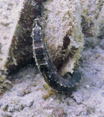 Hippocampus kuda