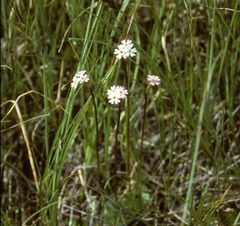 Primula egaliksensis
