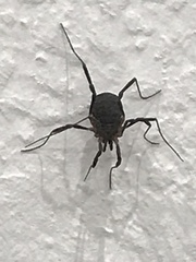 Eumesosoma