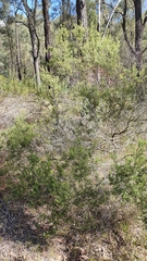 Styphelia mutica