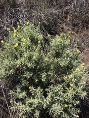 Castilleja grisea