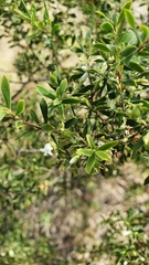 Styphelia mutica