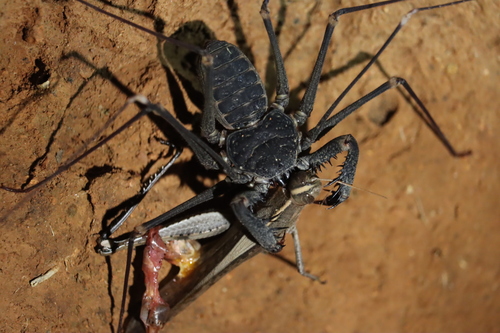 Acanthophrynus coronatus