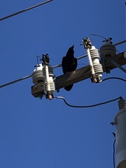 Corvus corax