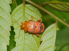 Podontia